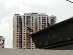 Acridotheres tristis