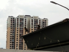 Acridotheres tristis