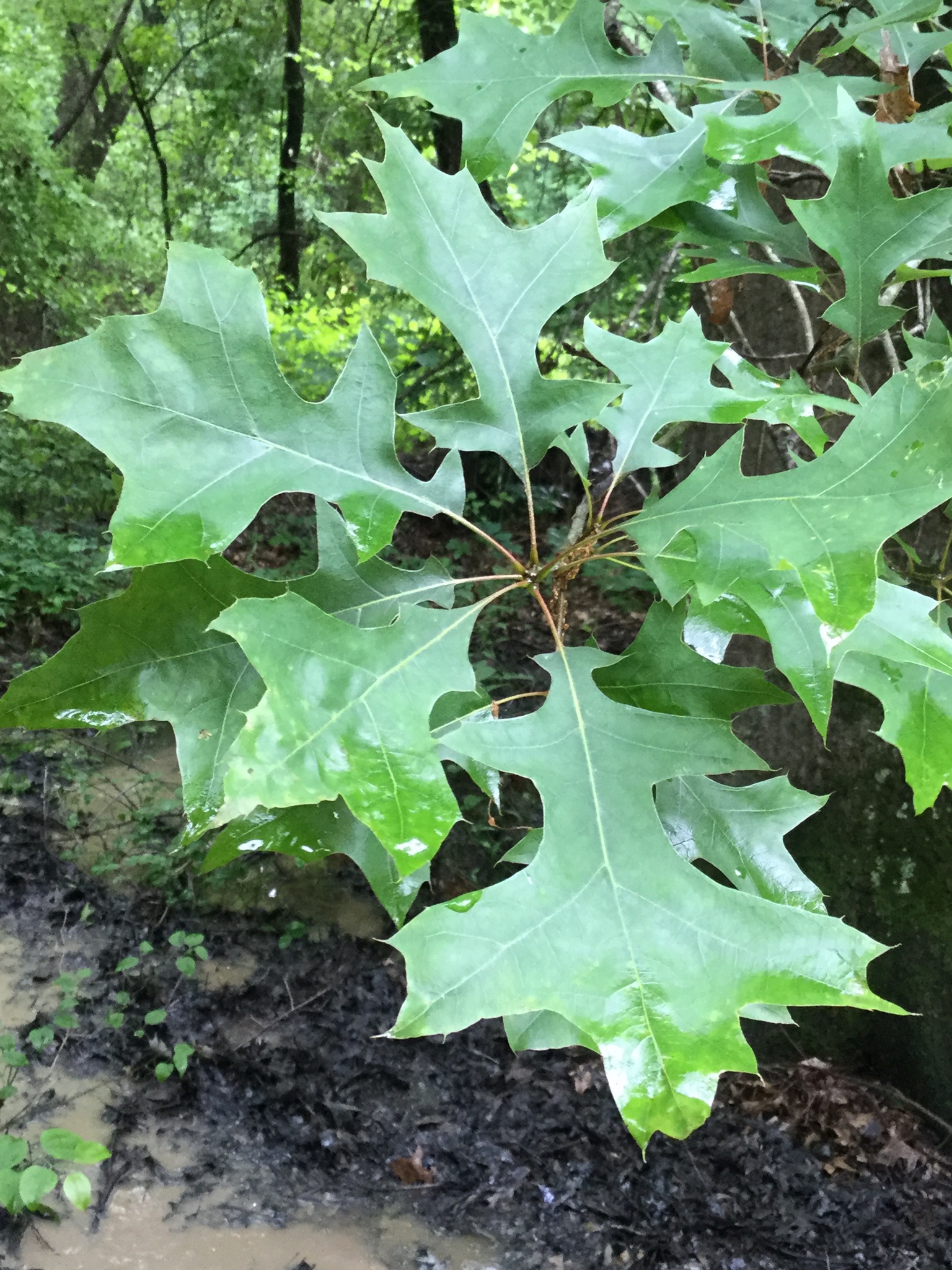 Quercus texana Buckley