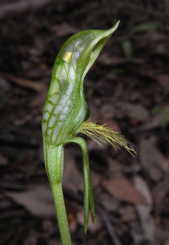 bearded greenhood (Pterostylis plumosa)