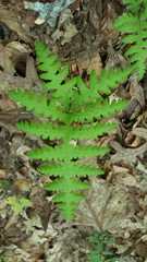Phegopteris