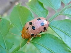 Podontia quatuordecimpunctata