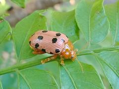 Podontia quatuordecimpunctata