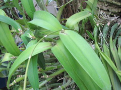 Encyclia adenocaula