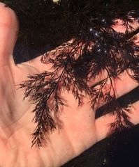 Odonthalia floccosa