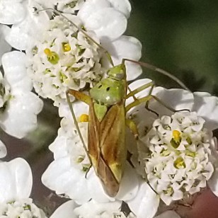 Potato Mirid photo 3