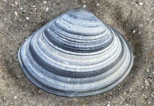 Rayed Trough Shell, Nordatlantik, Oosterend, Provinz Friesland, NL, photo 10 of 10
