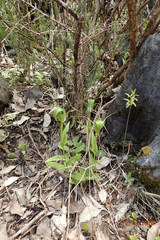 Pterostylis oliveri