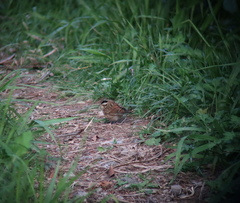Emberiza tristrami
