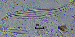 Gyrosigma acuminatum