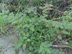 Chamaecrista leschenaultiana