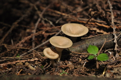 Ampulloclitocybe avellaneialba