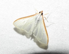 Palpita margaritacea