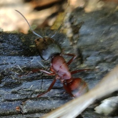 Camponotus vicinus