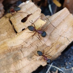 Camponotus vicinus