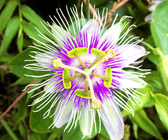 Passiflora stipulata