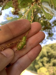 Callirhytis congregata