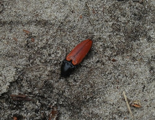 Bloedrode kniptor, Oisterwijk, Netherlands, photo 7 of 10