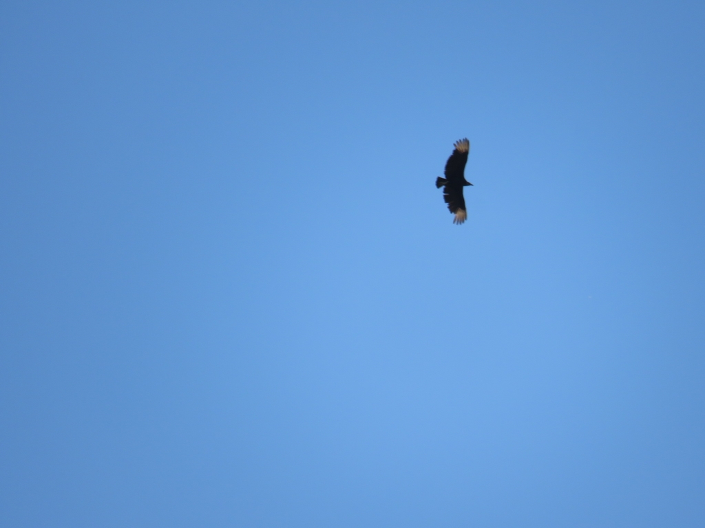 Black Vulture