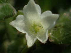 Dentella repens