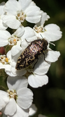 Acmaeodera labyrinthica