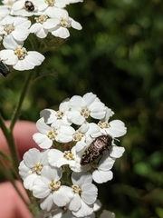 Acmaeodera labyrinthica