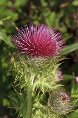 Cirsium andrewsii