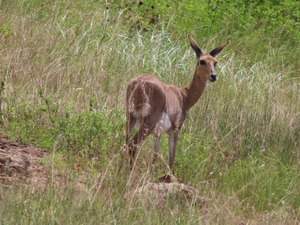 Redunca fulvorufula chanleri, Kenya, by marianread