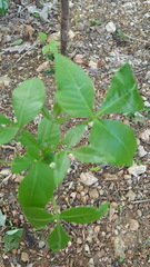 Ptelea trifoliata mollis