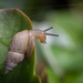 Bulimulus tenuissimus - Photo (c) Eden Fontes, some rights reserved (CC BY-NC), uploaded by Eden Fontes