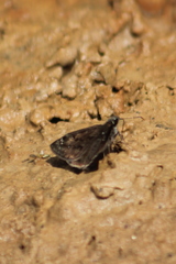 Erynnis juvenalis