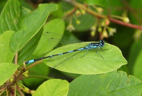 Variable Bluet, Oisterwijk, Netherlands, photo 9 of 10