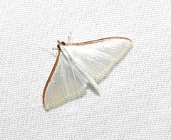 Palpita margaritacea