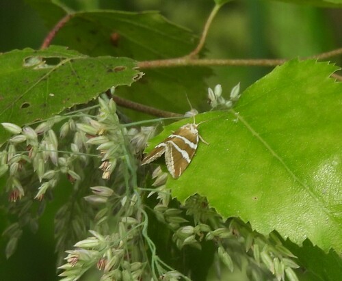 Silver barred, 6024 Budel-Dorplein, Netherlands, photo 9 of 10