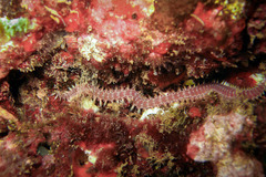 Pherecardia striata