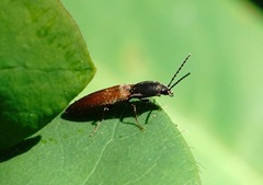 Dolerosomus silaceus