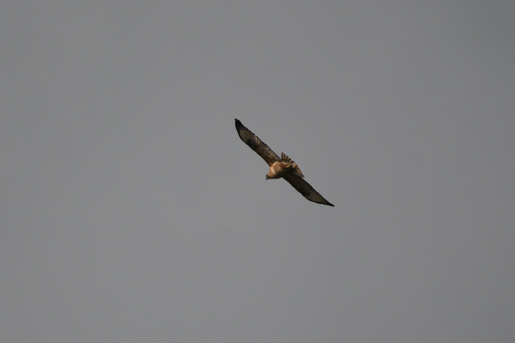 Himalayan Buzzard (Buteo refectus), photo 10
