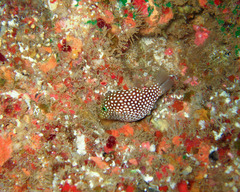 Canthigaster jactator