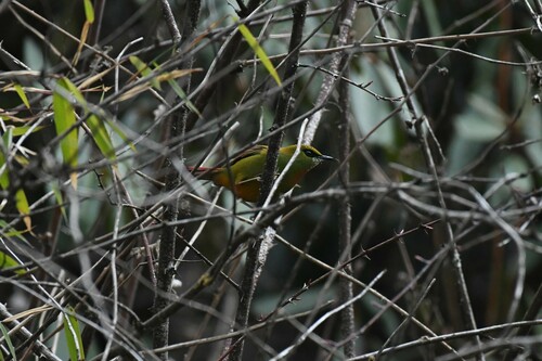 Fire-tailed Myzornis (Myzornis pyrrhoura)