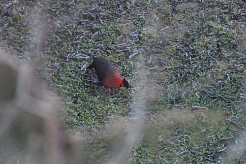 Satyr Tragopan (Tragopan satyra), photo 4