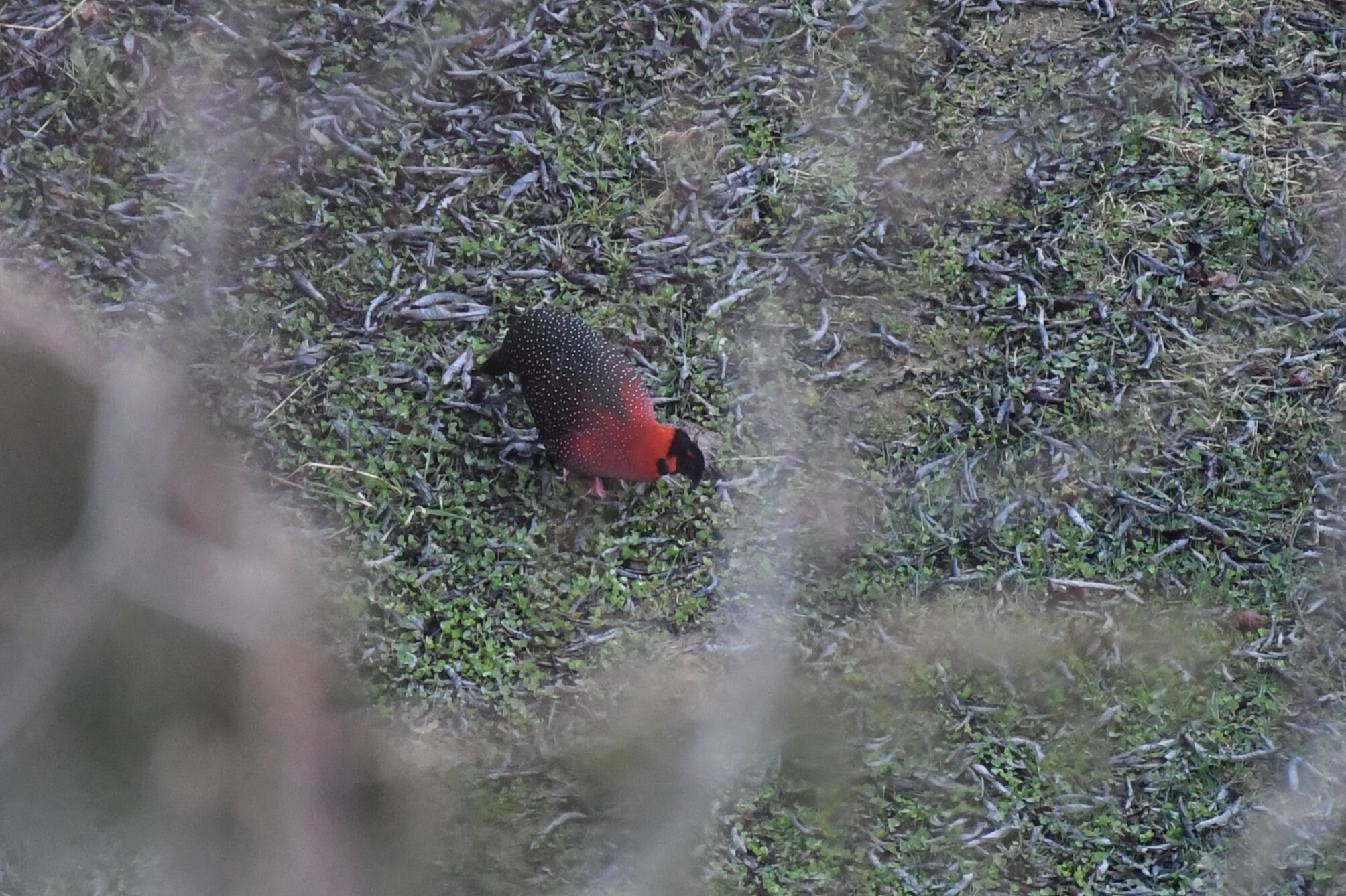Satyr Tragopan