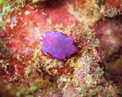 Pseudoceros ferrugineus