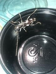 Elaphidion irroratum