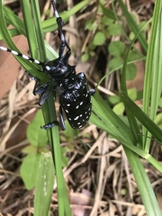 Anoplophora chinensis