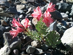 Alstroemeria spathulata