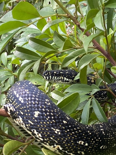 Diamond Python sighting