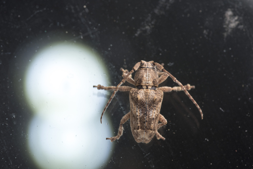 Long-horned beetle