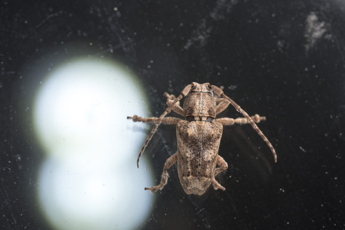 Long-horned beetle