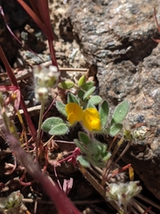 Acmispon brachycarpus