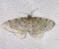 Trigrammia quadrinotaria